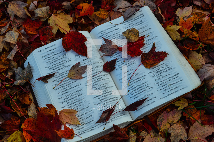 Autumn Leaves laying on a Bible