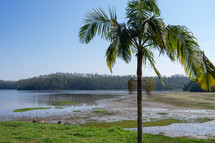 Palm trees at the Oriental Park at Ribeirao Pires, Brazil.