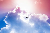 bird in the pink and blue sky