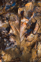 brown leaves under icy water 