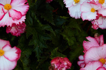 pink flowers in a flower garden 