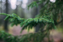pine needles on a tree