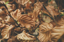 brown dead fall leaves 