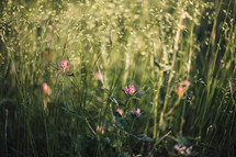 wildflowers and tall grasses 