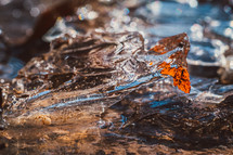 brown leaves under icy water 