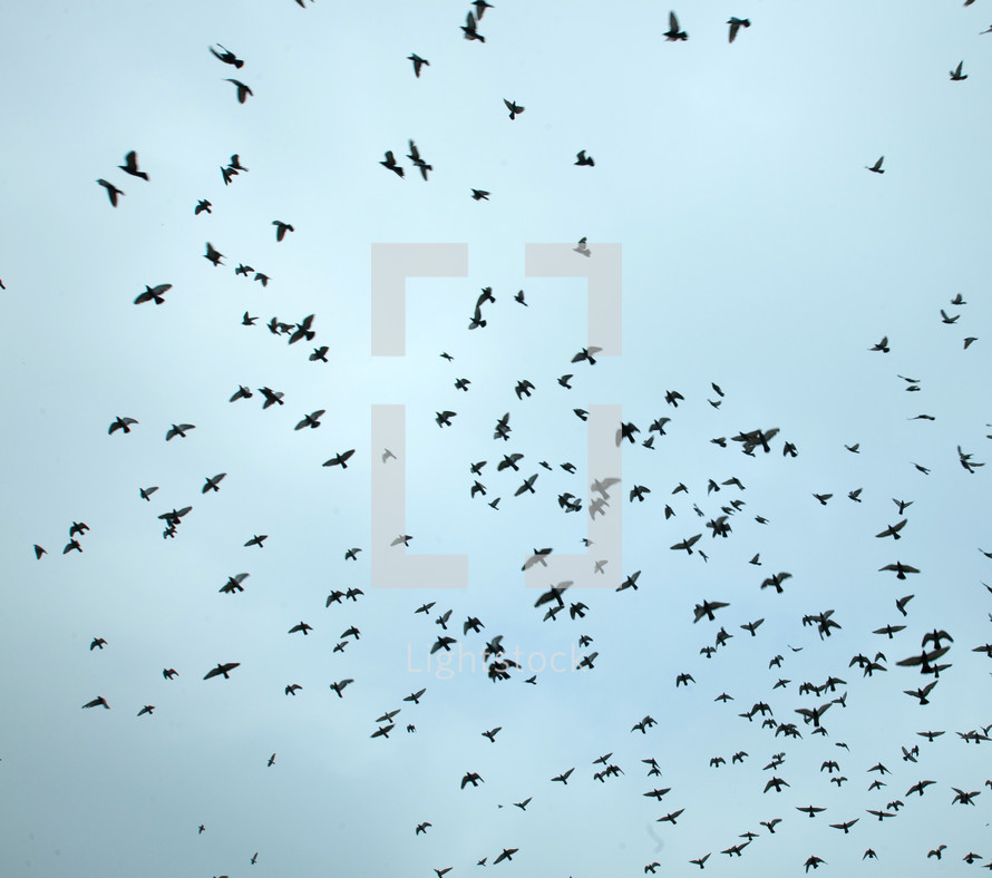 sky full of doves in flight