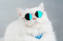 Portrait of highland straight fluffy cat with long hair and round sunglasses. Fashion, style, cool animal concept. Studio photo. White pussycat on gray background.