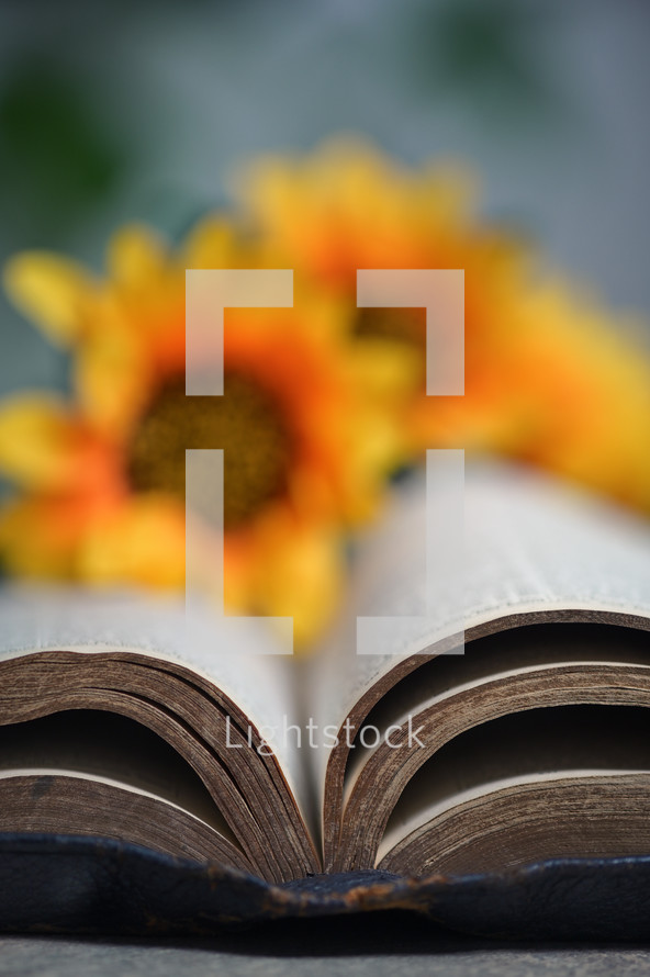 Open Holy Bible and Sunflowers on Stone Table Bckground