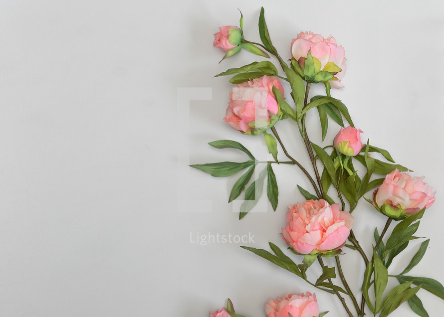 Pink Peony Flowers on a white background 
