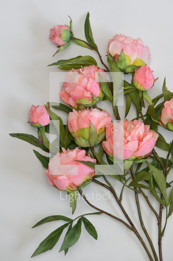 Pink Peony Flowers on White Background