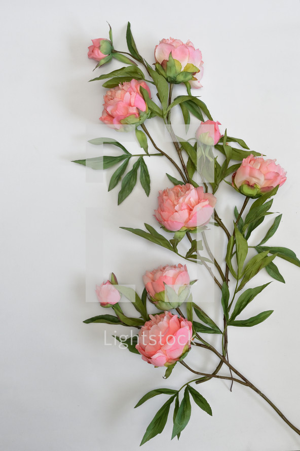 pink peony flowers on a white background 
