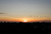 flock of geese flying over a city at sunset 
