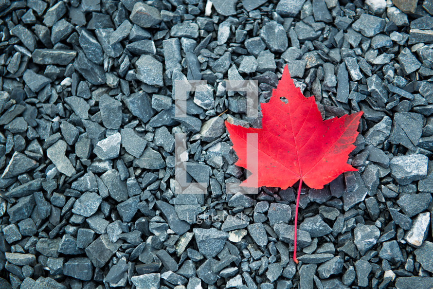 red maple leaf in gravel 