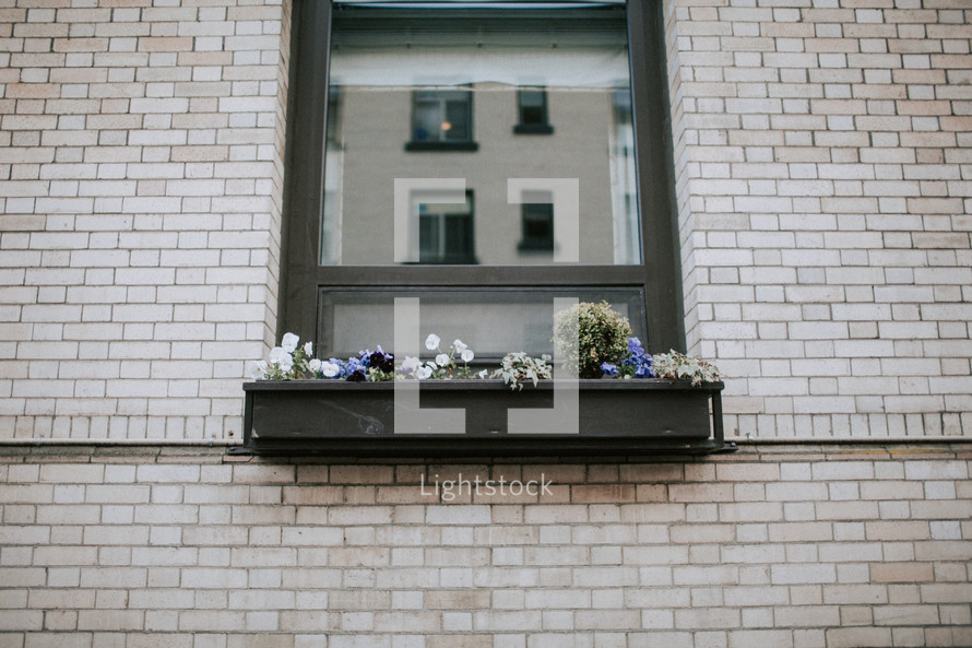 a flower box in a window 