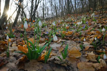 Closeup Snowdrops in morning spring forest