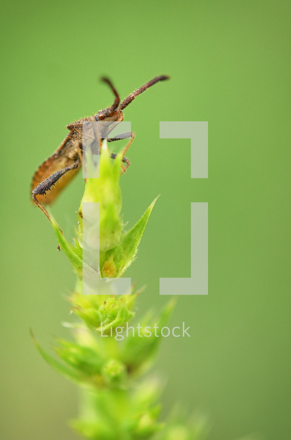 Macro of Dock Bug, Coreus Marginatus in Forest