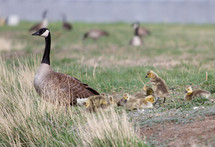 Canada Geese and goslings 