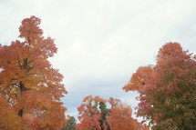 fall tree tops 