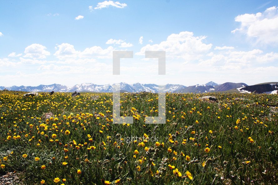 yellow wildflowers and snow capped mountains 