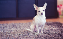 Chihuahua dog sitting on the carpet.