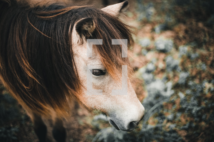 head of a pony 