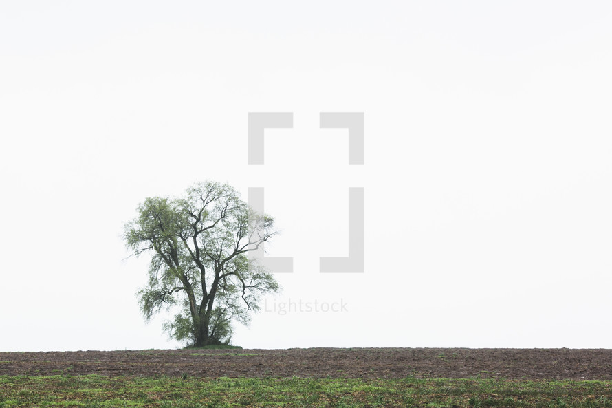 a lone tree in a field 