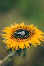 engagement ring on a sunflower 