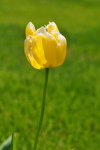 Blooming tulip.