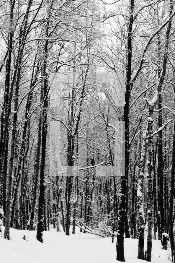 snow covered trees in a forest 