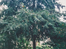 evergreen  branches 