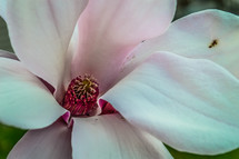 pink magnolia blossom 
