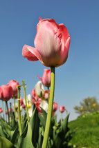 Blooming tulips.