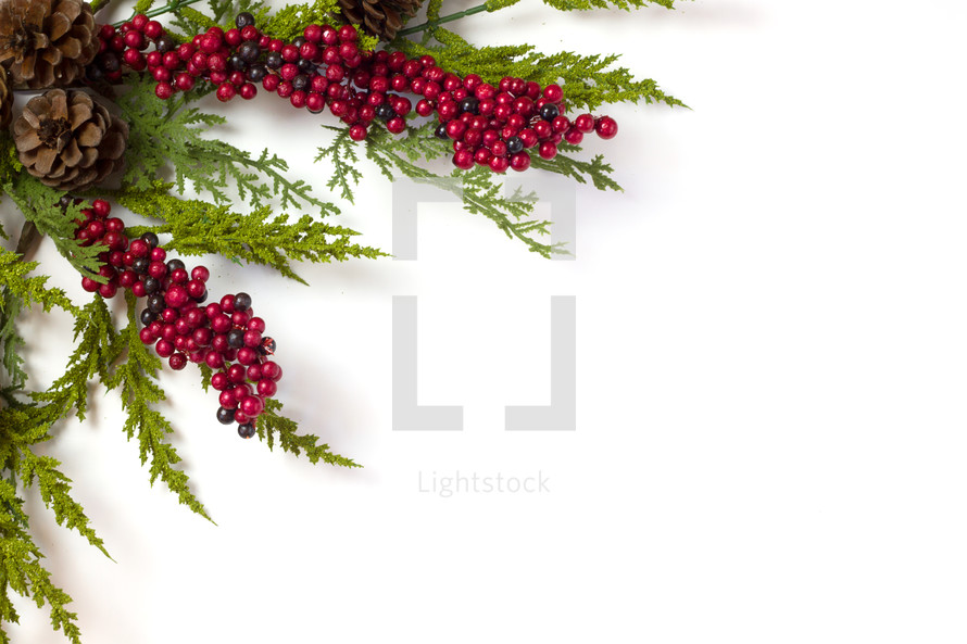 pine and red berries on white background 