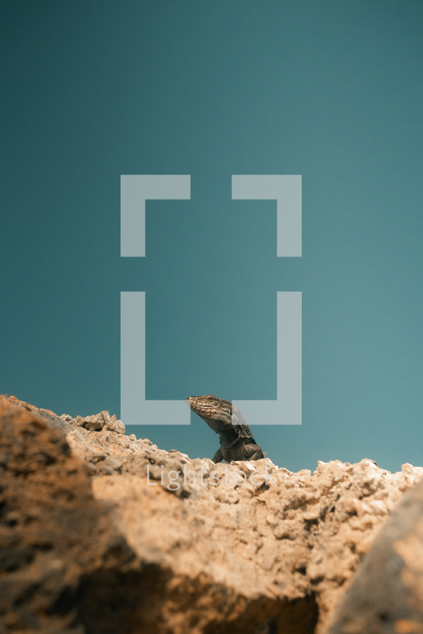 Small lizard sitting on a rock, summer blue sky, reptile outdoors