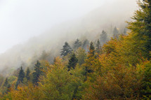 fog over an autumn forest 