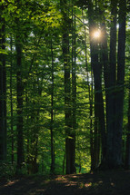 Straight trees in forest and sun light in summer time