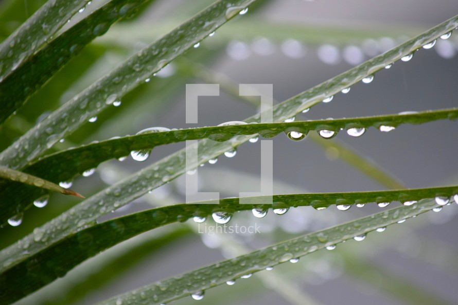 rain drops on palm leaves and grass