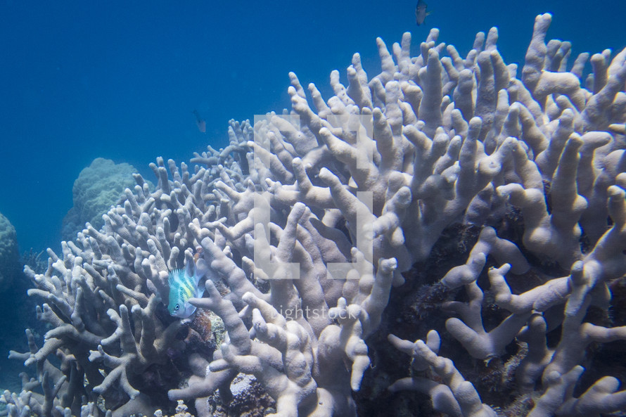tropical fish swimming through coral