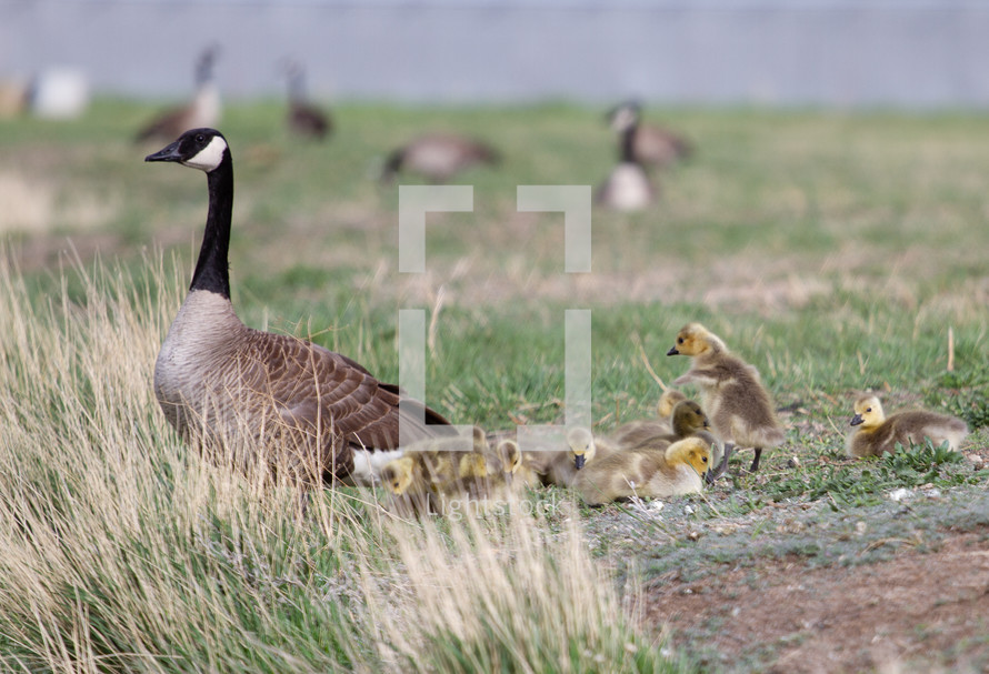 Canada Geese and goslings 