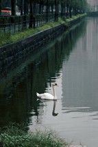 swan on a pond 