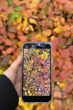 carpet Of Autumn Leaves. Woman Taking Photo By Smartphone