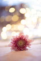 pink flower and bokeh lights 
