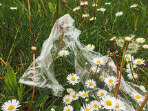 plastic trash on wildflowers 