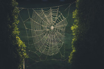 spider web in sunlight 