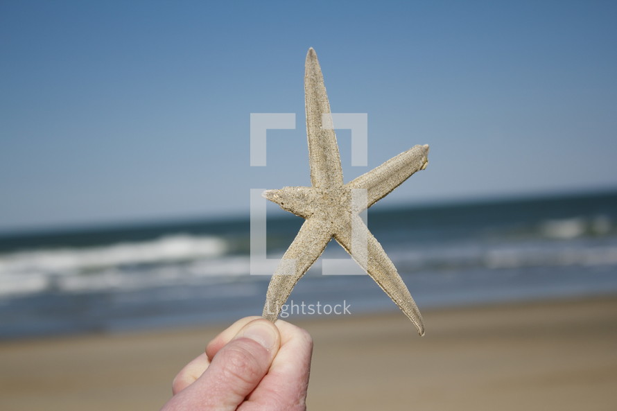 hand holding up a sea star 