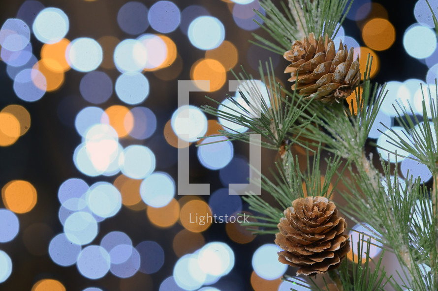 bokeh lights and evergreen branches 