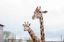 giraffes at a zoo 