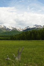 meadow and snow covered mountain peaks