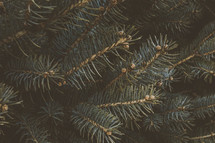 spruce tree 