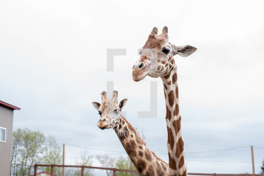 giraffes at a zoo 